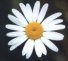 Oxeye